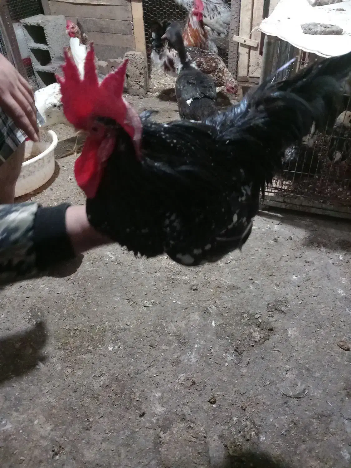 فروش یک جفت جاپنیز|حیوانات مزرعه|قائم‌شهر, |دیوار