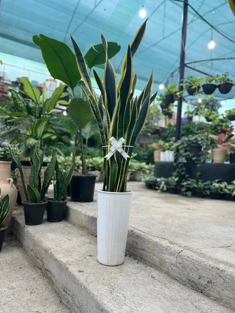 سانسوریا خاص برای روز مادر،هدیه ماندگار، قیمت ویژه|گل و گیاه طبیعی|رشت, بیجارپس|دیوار