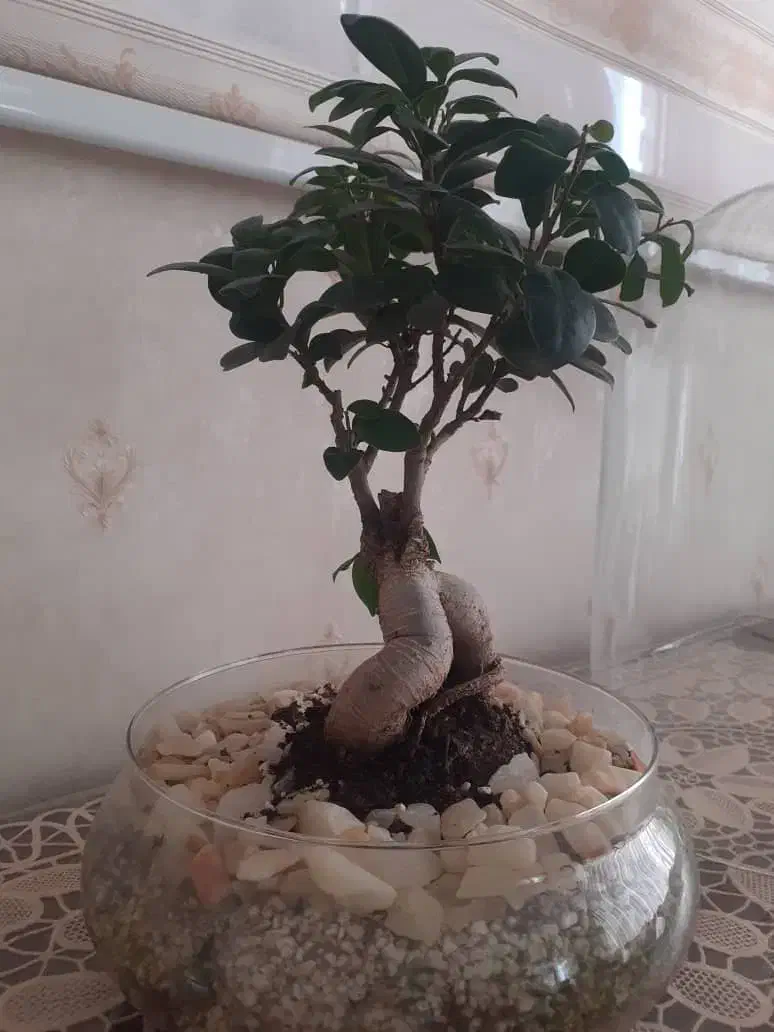 گل بنسای|گل و گیاه طبیعی|تبریز, |دیوار