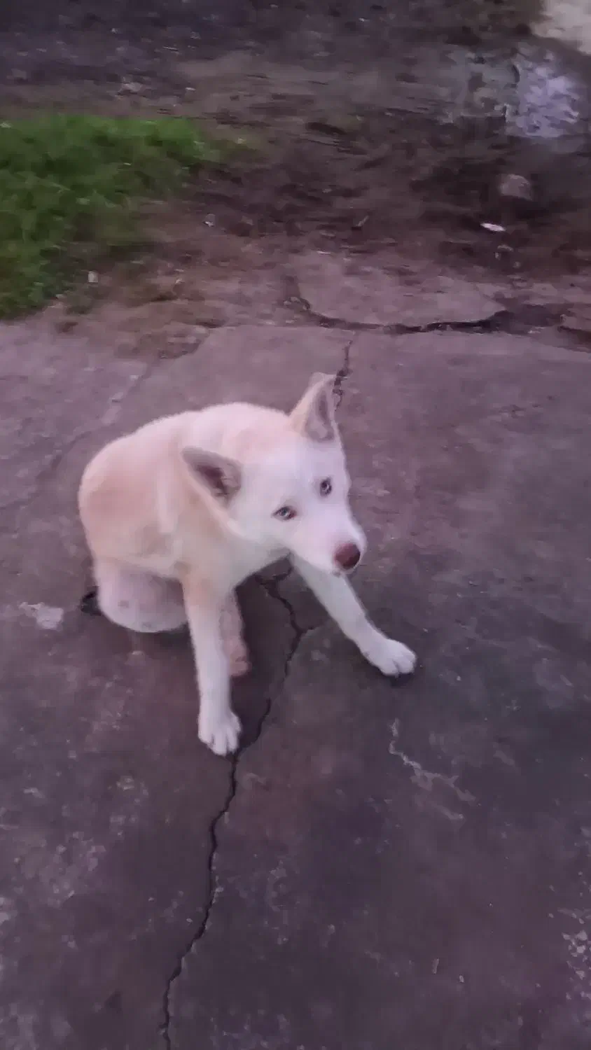 توله ۵ ماهه هاسکی ساموید|سگ|لاهیجان, بازکیاگوراب|دیوار