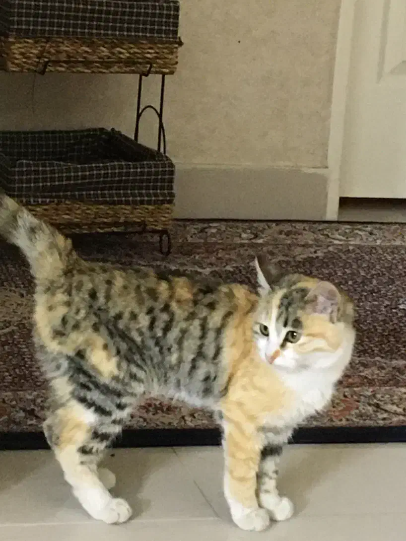 گربه اهلی واگذار میشه رایگان|گربه|تهران, منیریه|دیوار