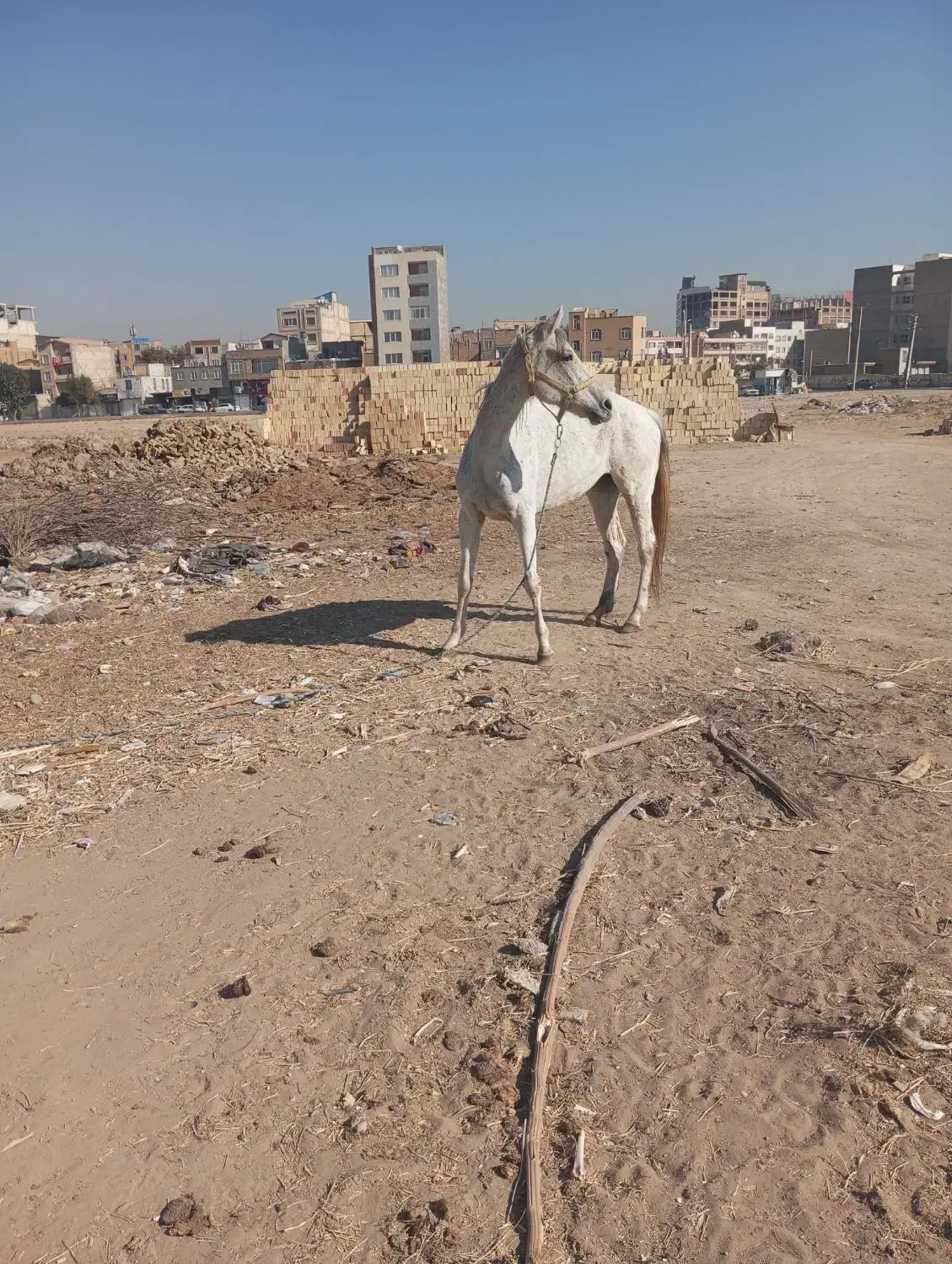 اسب مادیان|اسب و تجهیزات اسبسواری|کرج, کیانمهر|دیوار