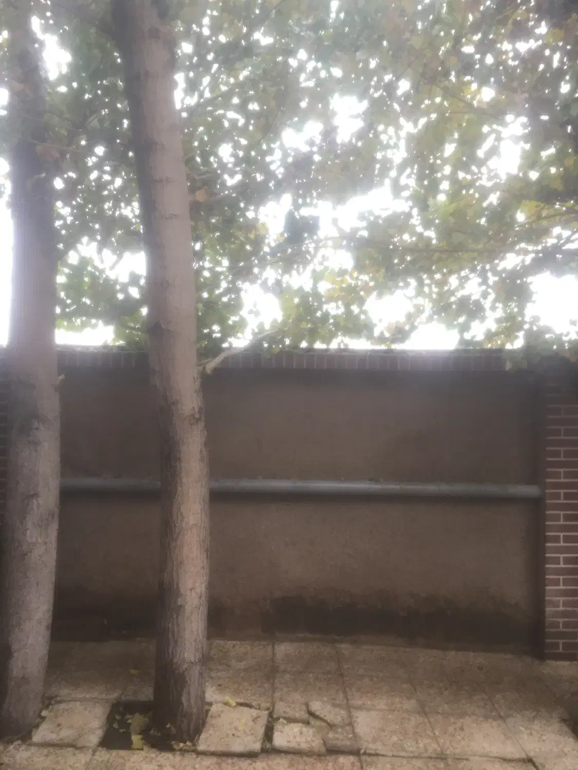 نظافت منزل ساختمان|خدمات نظافت|قرچک, باقرآباد|دیوار