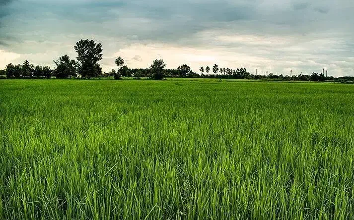 زمین کشاورزی بجار مزرعه برنج شالیزار بیجار|فروش زمین و ملک کلنگی|شفت, |دیوار