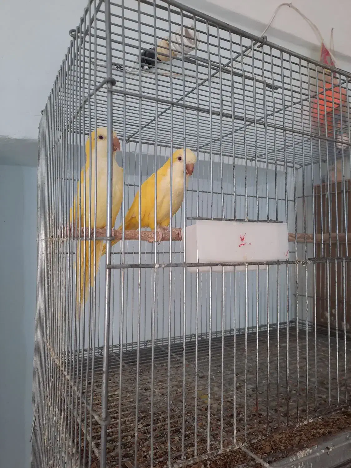 راهب لوتینو کارداده زمانتی|پرنده|میبد, |دیوار