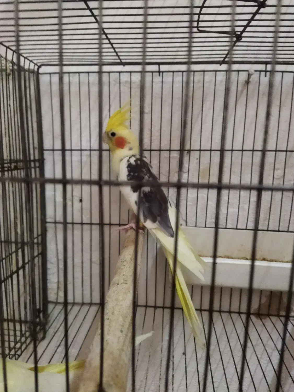 طوطی عروس ابلغ نر|پرنده|رشت, قاسمیه|دیوار