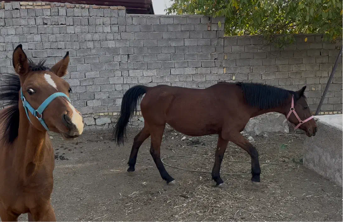 مادیان با کره|اسب و تجهیزات اسبسواری|کوهسار (البرز), |دیوار