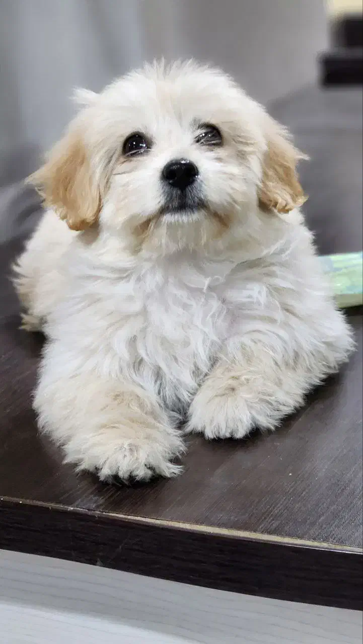 شیتزو|سگ|اسلام‌شهر, شهرک امام حسین (میان آباد)|دیوار