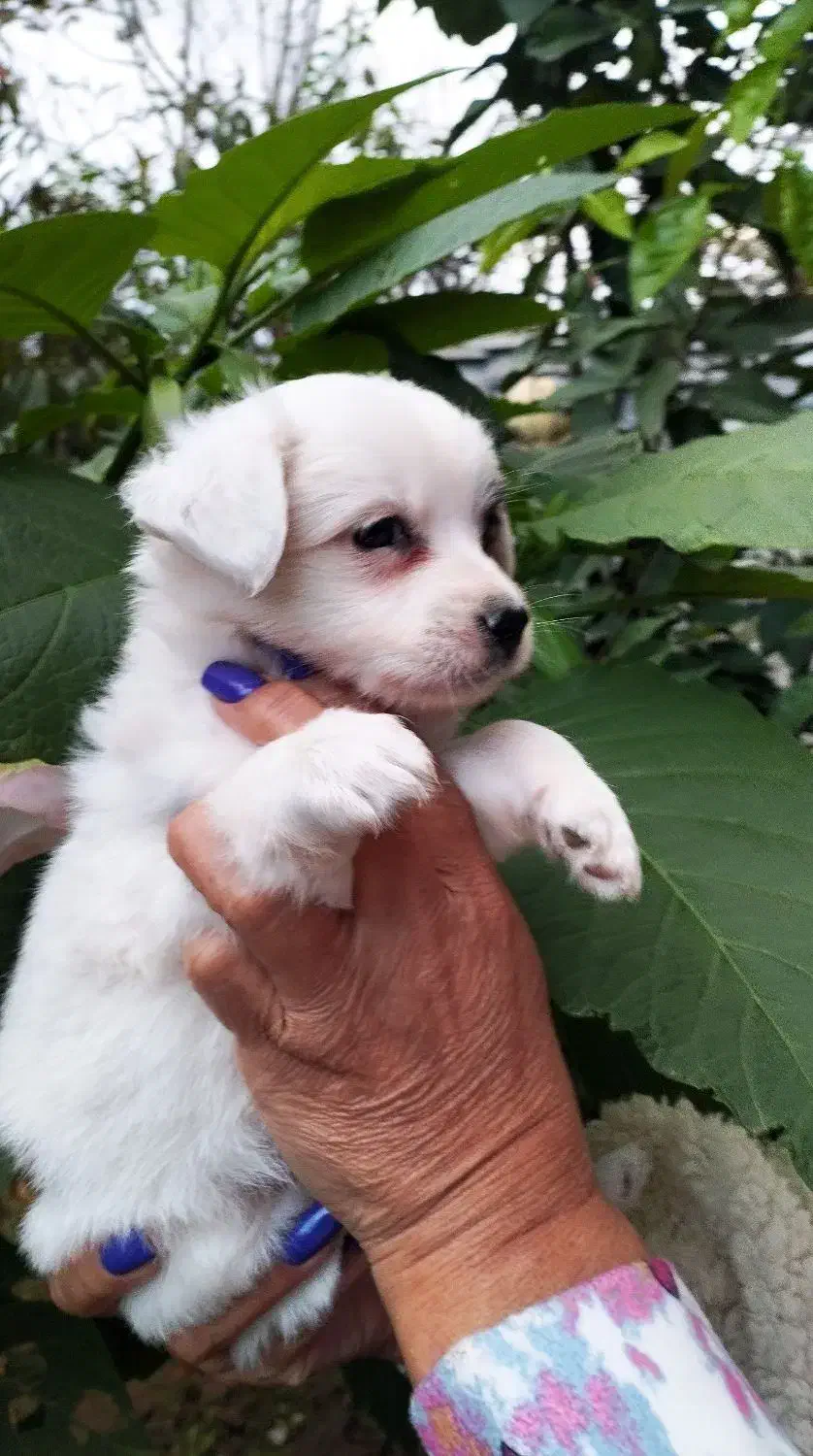 اشپیتز پامر|سگ|رشت, حومه رشت|دیوار