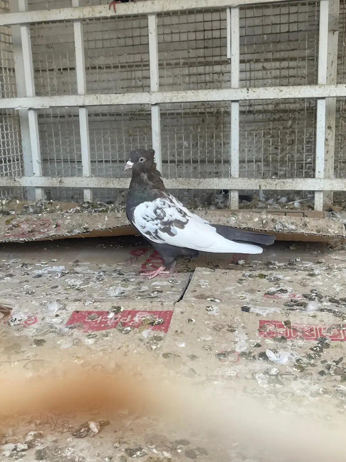 کبوتر سینه|پرنده|جنت, |دیوار