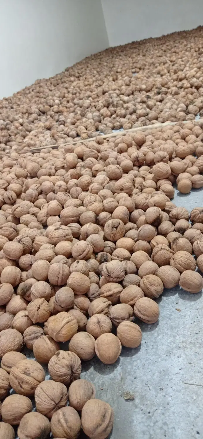 گردو|خوردنی و آشامیدنی|تهران, مختاری|دیوار