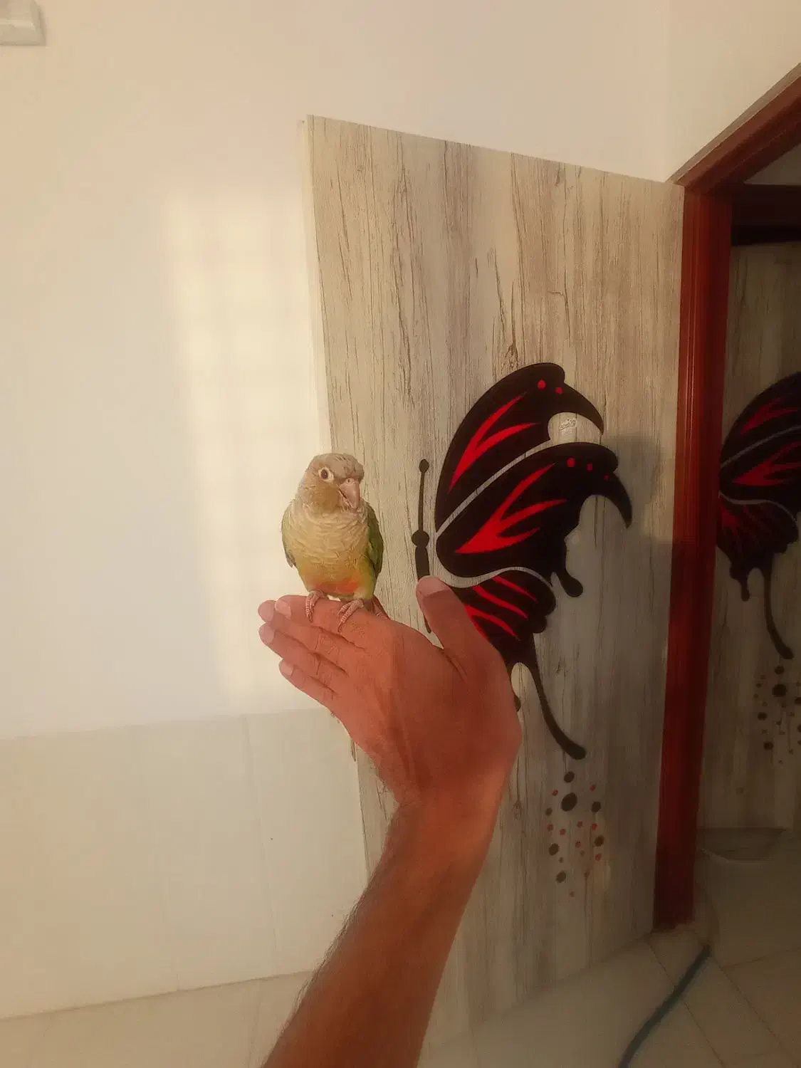 گرینچیک دستی|پرنده|شهر بابک, |دیوار