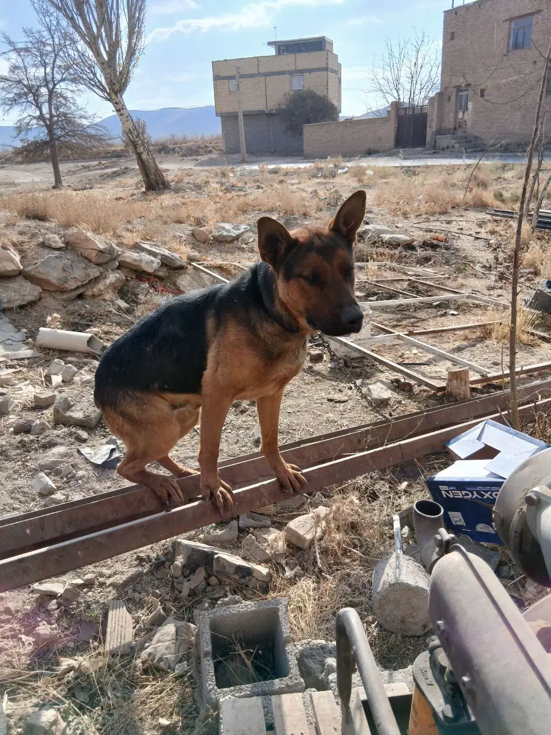 سگ  ژرمن فی پنج|سگ|شهرکرد, |دیوار