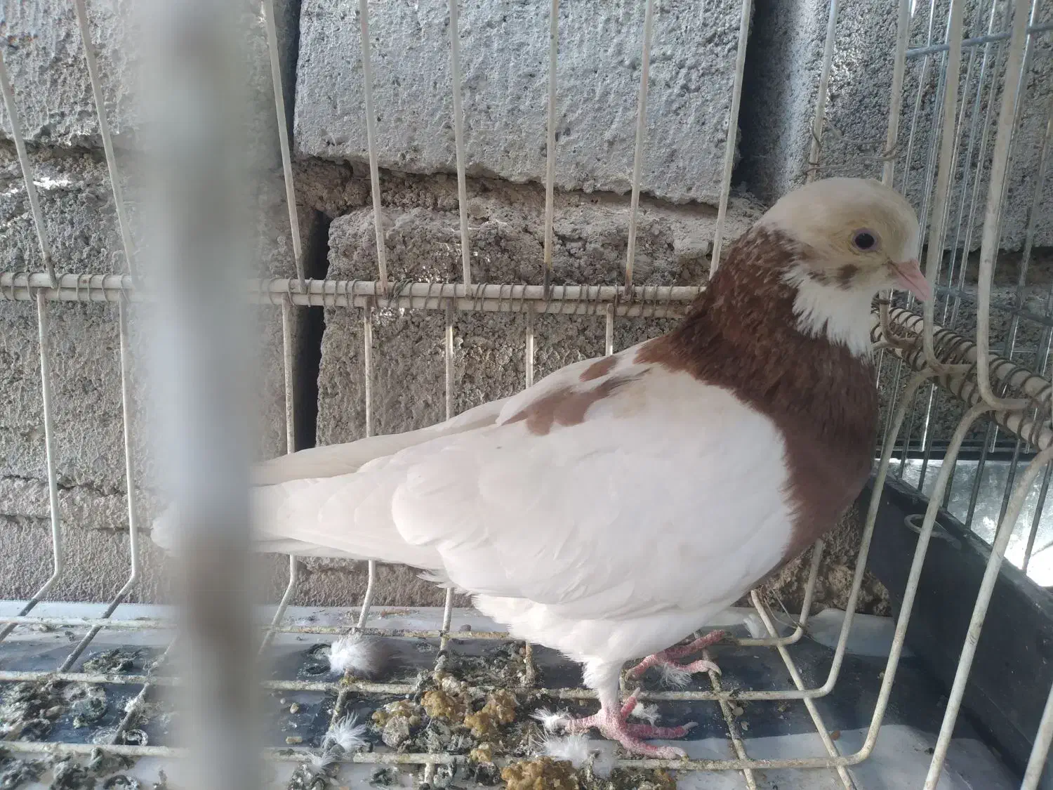 کبوتر دستی|پرنده|جیرفت, |دیوار