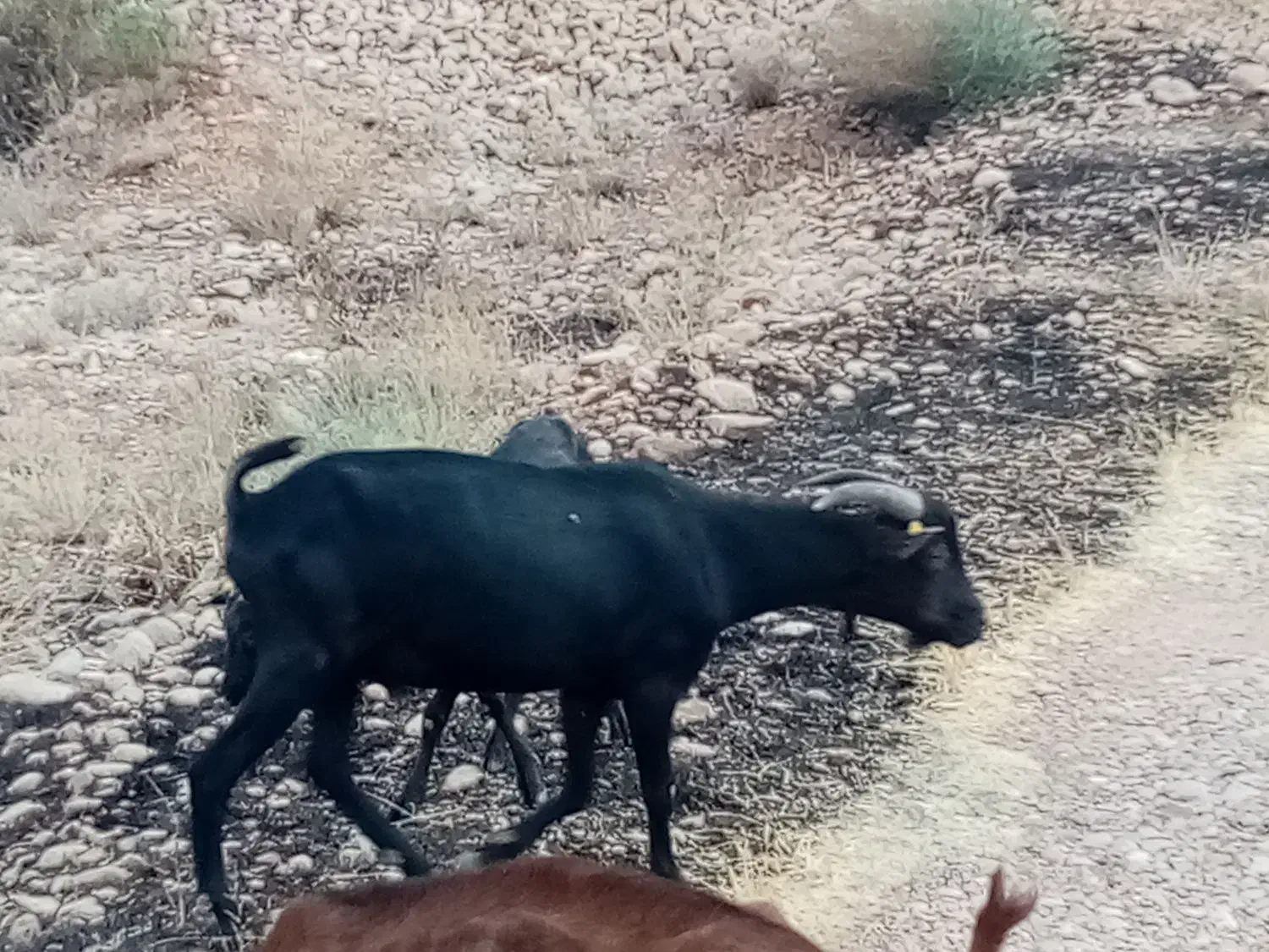 نر بز مورسیا|حیوانات مزرعه|شیراز, گویم|دیوار