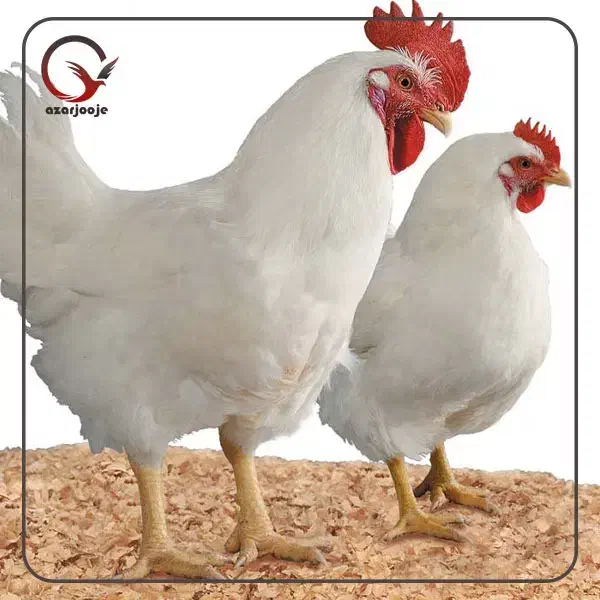 کارگر مرغداری مادر|استخدام صنعتی، فنی، مهندسی|ارشق, |دیوار