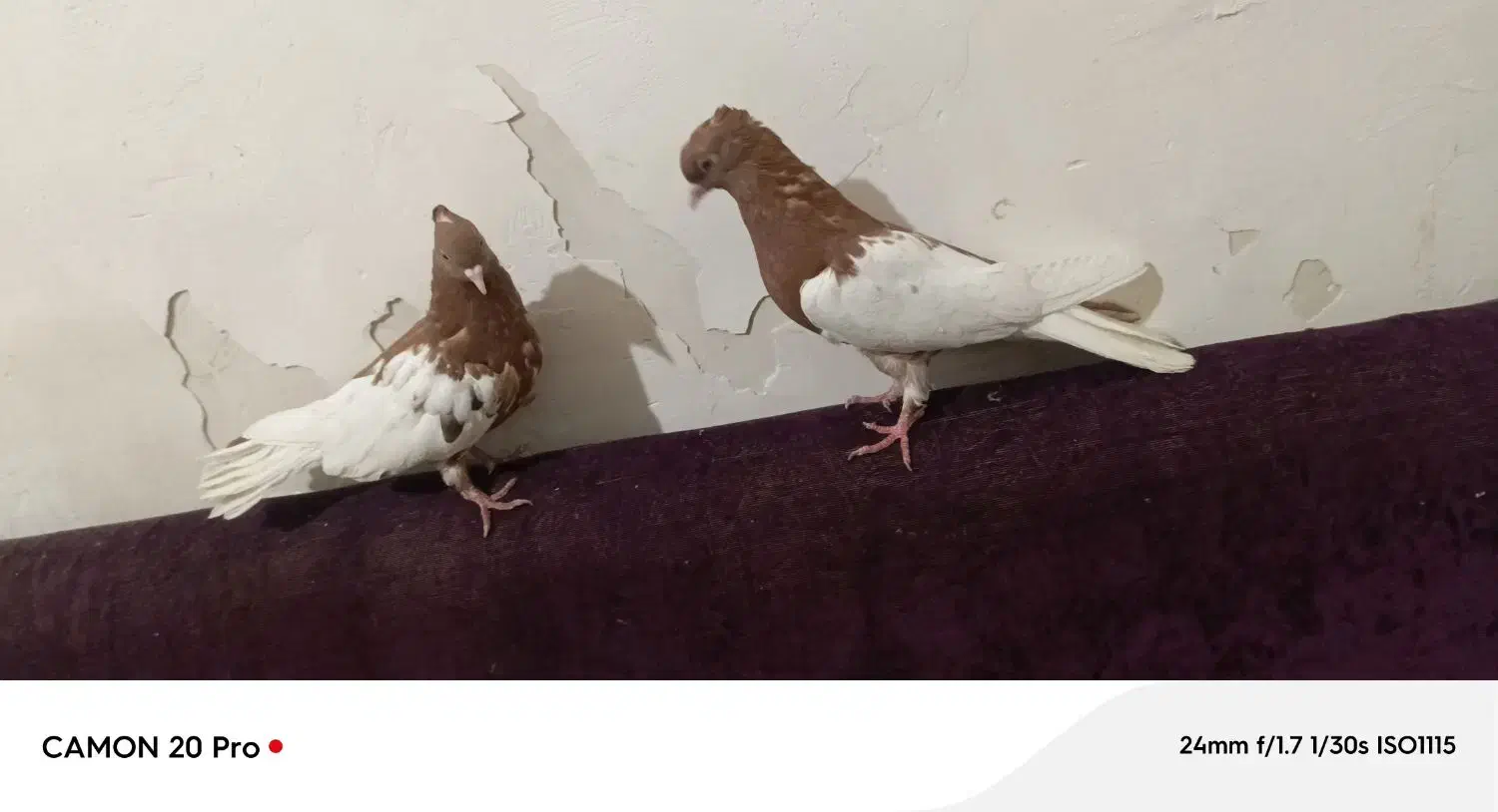 چپ دم سفید جفت خواهر برادر|پرنده|اهواز, فتح|دیوار