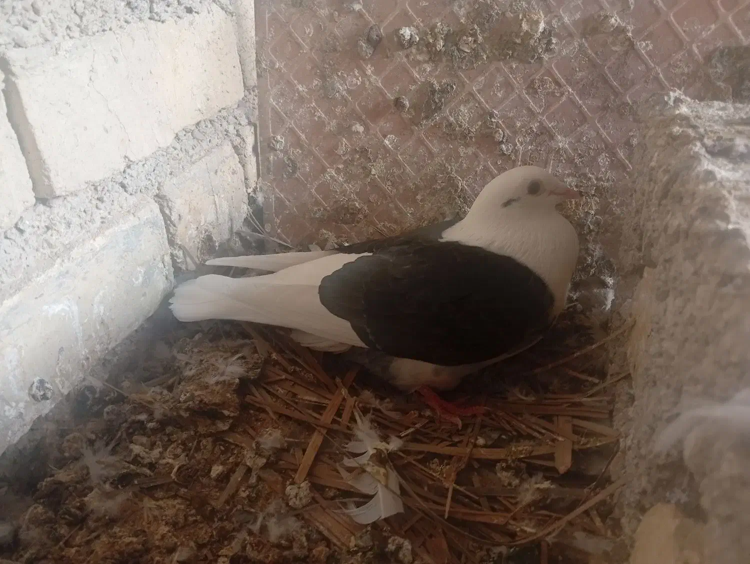 نروماده پشتی یا دوکت پلاکی|پرنده|فراشبند, |دیوار