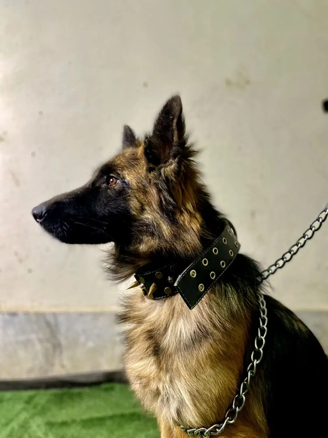 واگذاری سگ ژرمن شولاین|سگ|ابریشم, |دیوار