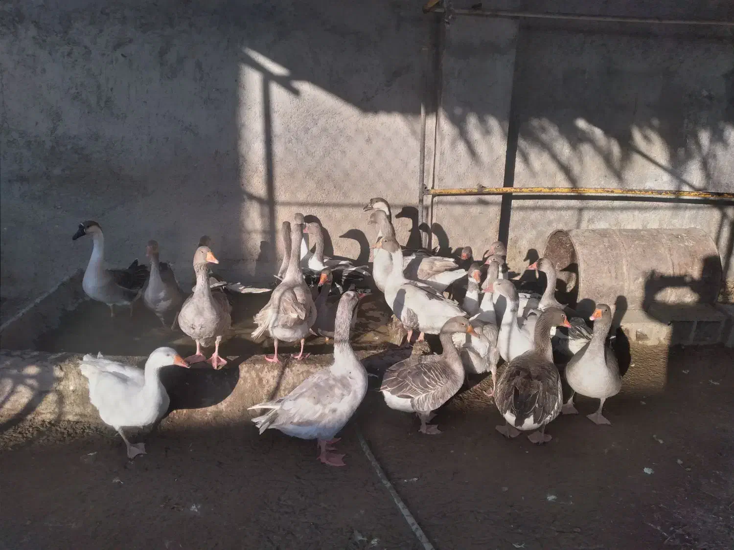 همه قازا بزرگ و بالغ هستن|حیوانات مزرعه|وحدتیه, |دیوار