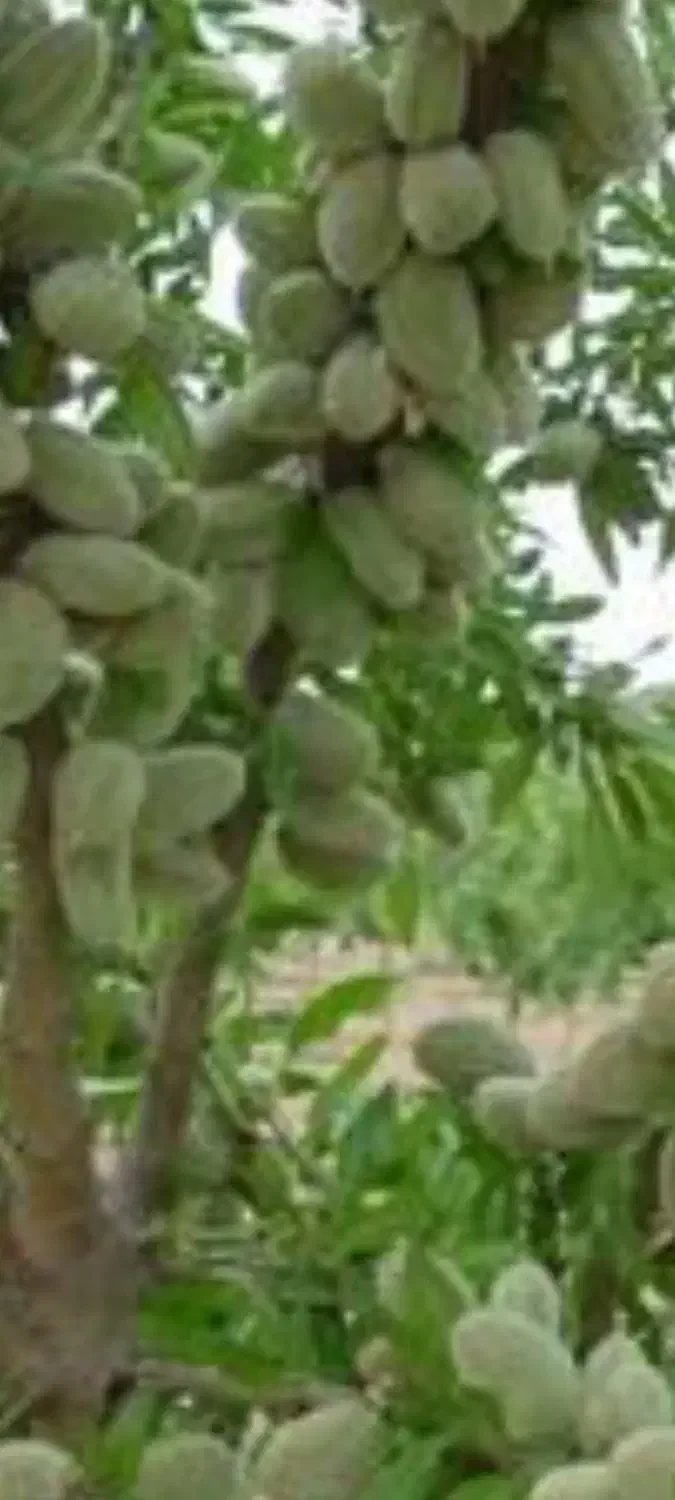 فروش باغ بادام۱۰۰۰۰ متر|فروش زمین و ملک کلنگی|انزل, |دیوار