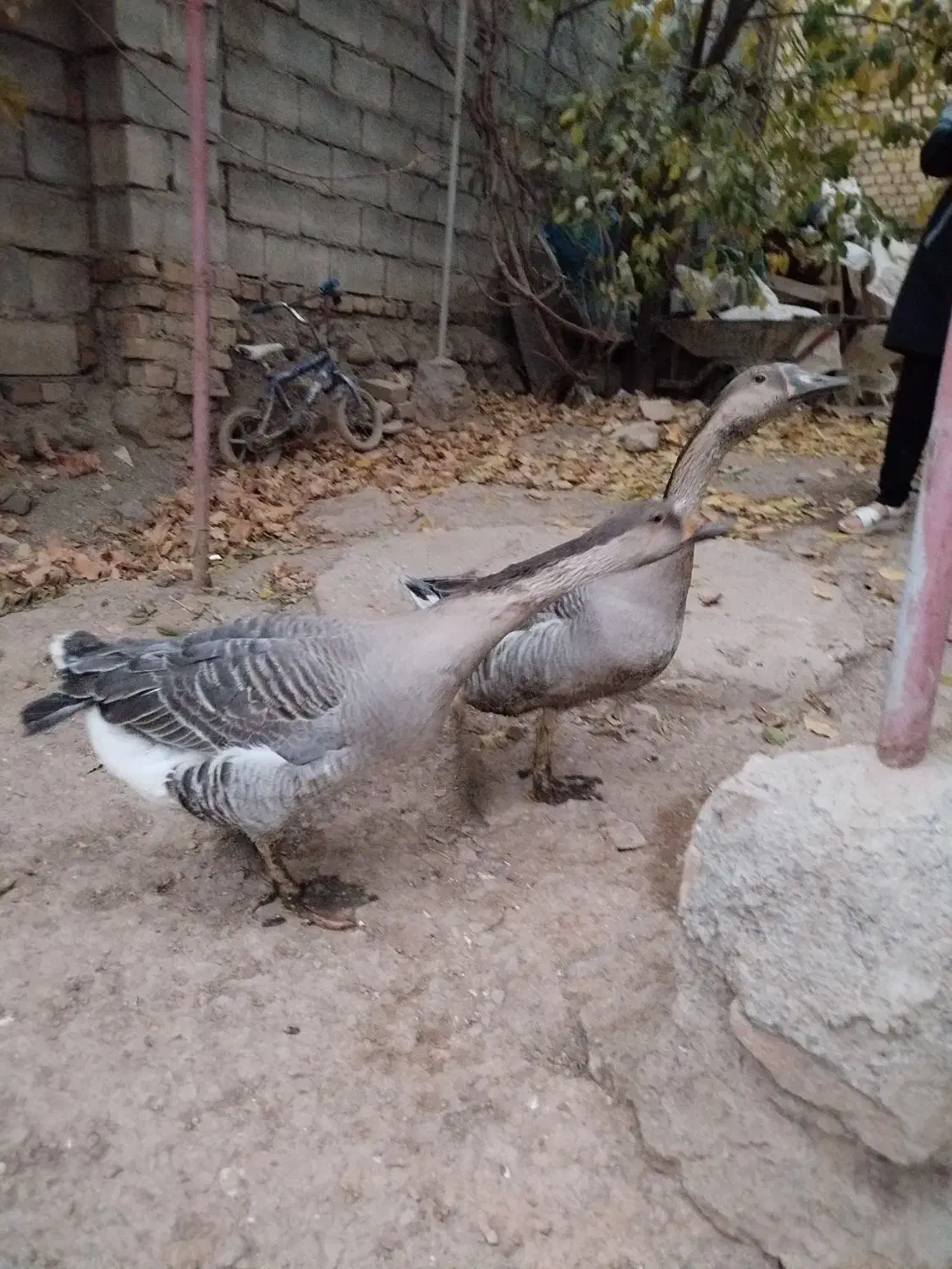 غوقاز|حیوانات مزرعه|تویسرکان, |دیوار