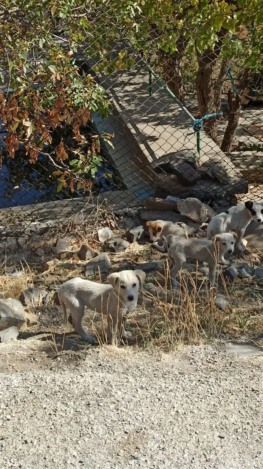 توله سگ گله سرابی دورگه|سگ|همدان, |دیوار