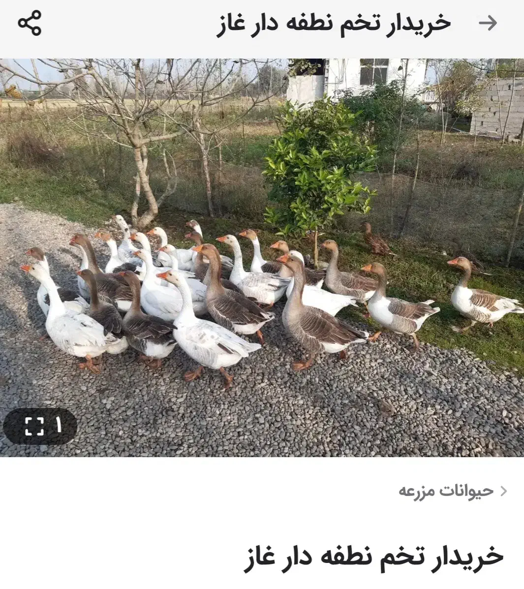 تخم غاز|حیوانات مزرعه|رشت, توشیبا|دیوار