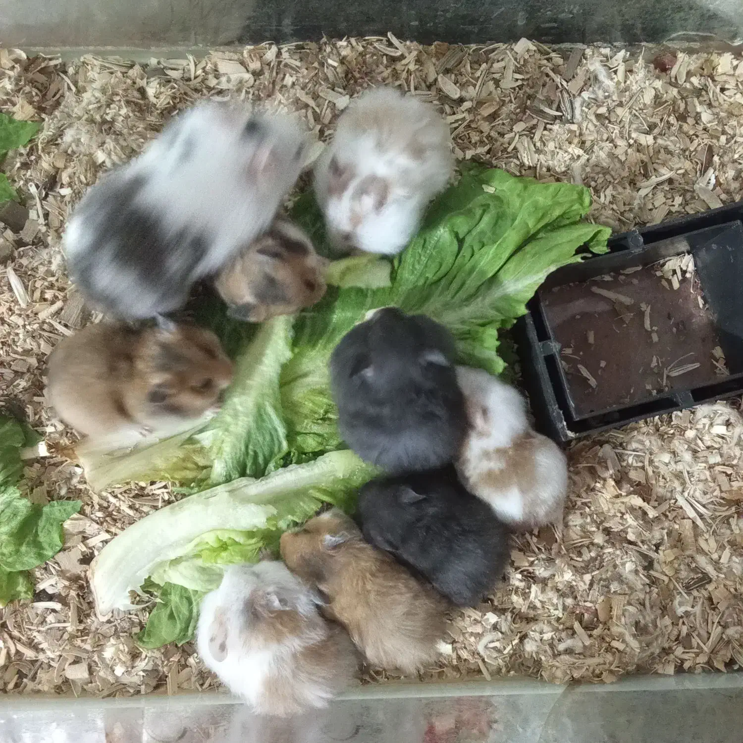 حیوانات خانگی|موش و خرگوش|بیرجند, |دیوار