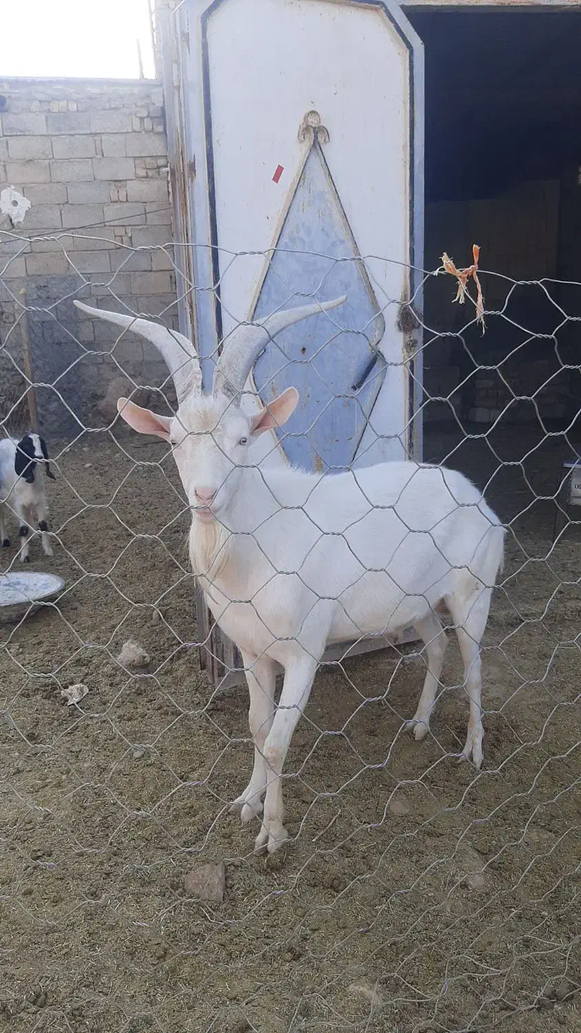 بز نر سانن|حیوانات مزرعه|دالاهو, |دیوار