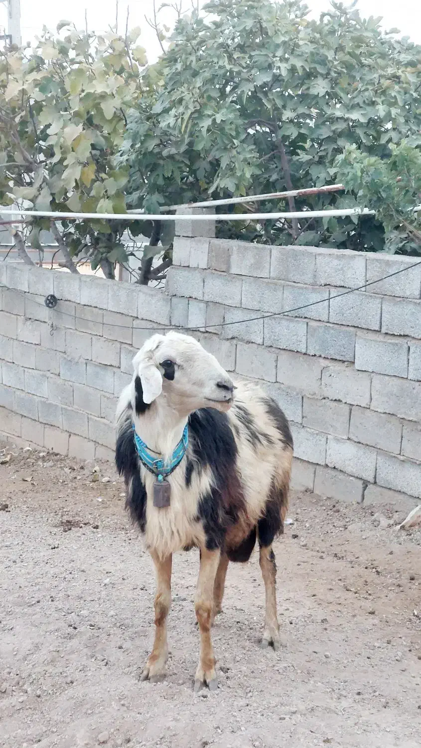 قوچ افشاری پلنگی زیباترین نژاد برتر|حیوانات مزرعه|صحنه, |دیوار