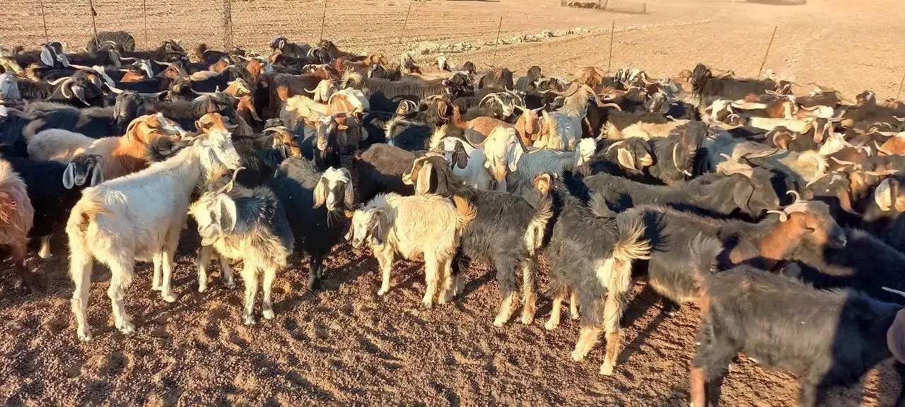 فروش چند راس بز|حیوانات مزرعه|آبدانان, |دیوار