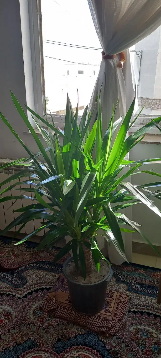 گل طبیعی|گل و گیاه طبیعی|سنندج, |دیوار