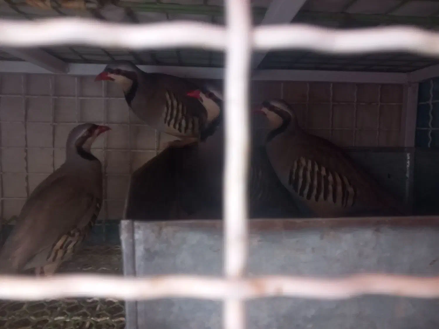 ک.ک بلدرچین|پرنده|شیراز, شهرک بهار|دیوار