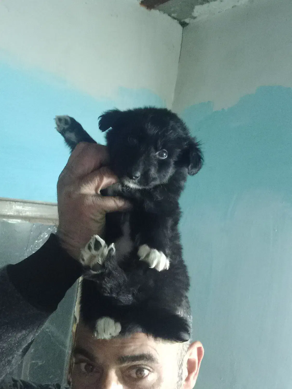 سگ پا کوتاه بامزه|سگ|مشهد, منزل آباد|دیوار