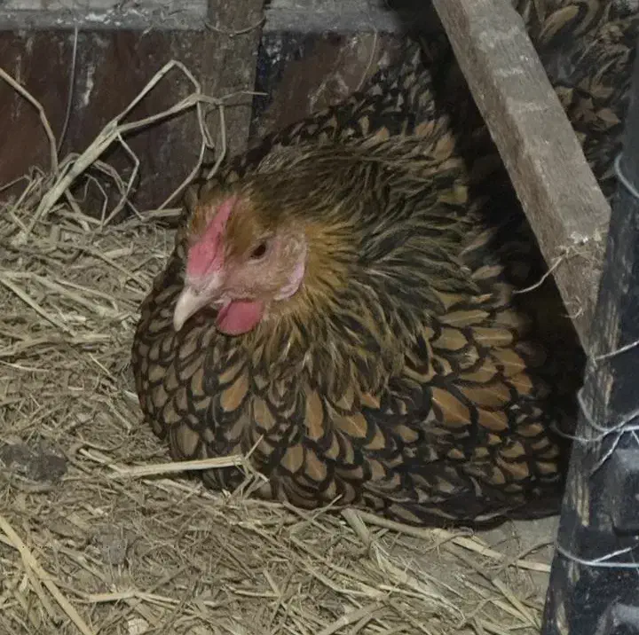 جوجه لهستانی ویاندوت ایام سمانی برهما مرغ وخروس|حیوانات مزرعه|رشت, گیل|دیوار