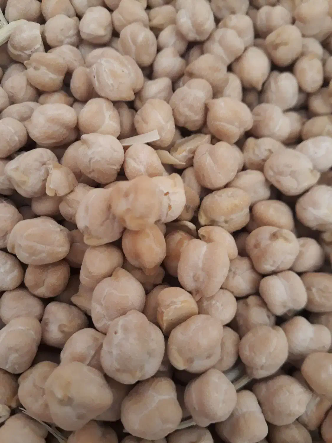 نخود‌امسال‌|خوردنی و آشامیدنی|رزن, |دیوار