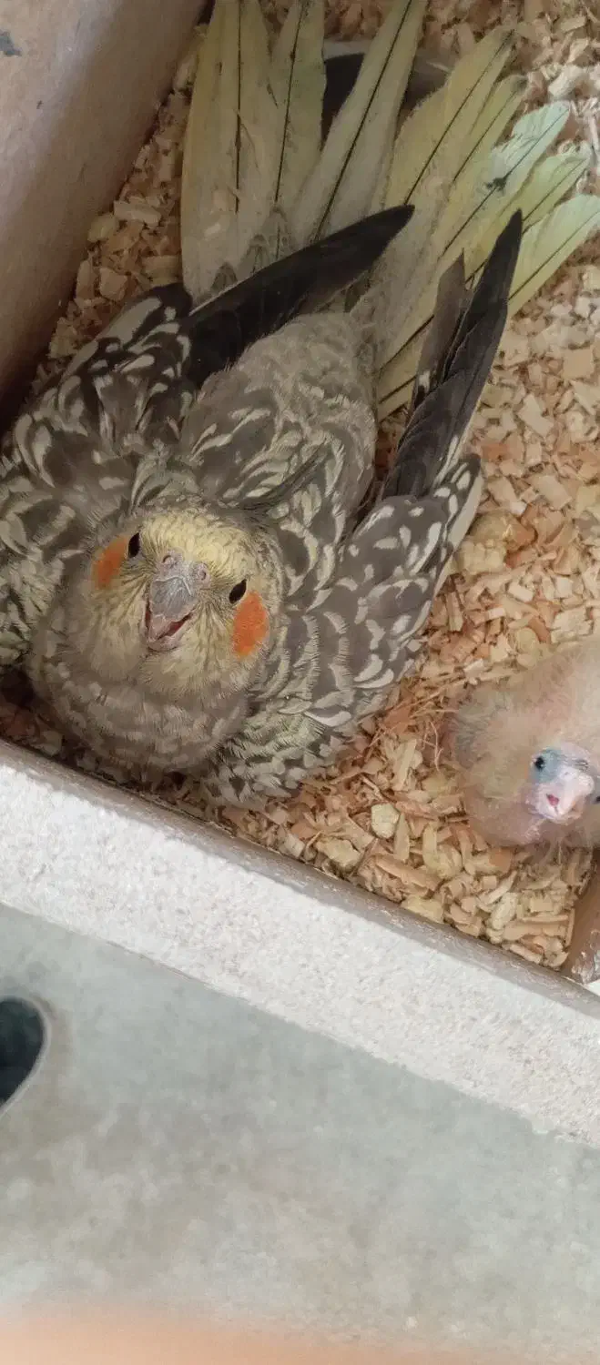 جفت عروس هلندی مولد|پرنده|مهاباد (آذربایجان غربی), |دیوار