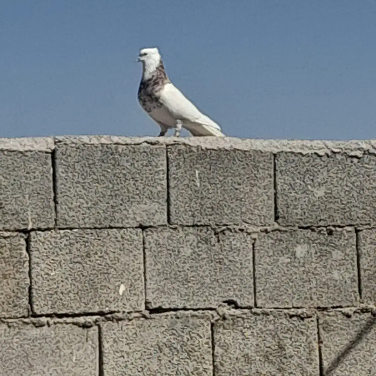 پرنده|پرنده|گتوند, |دیوار