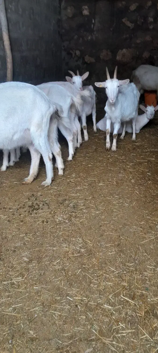 بزسانن|حیوانات مزرعه|زیویه, |دیوار