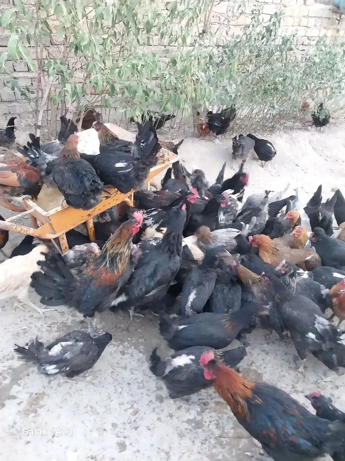 فروش مرغ محلی تخم گذار|حیوانات مزرعه|قم, شهرک مهدیه (مدرس)|دیوار