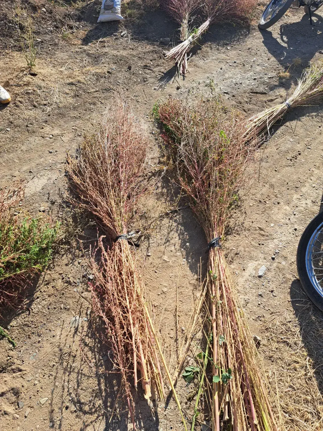 فروش جارو به صورت کلی وجزیی|لوازم نظافت|اسدآباد, |دیوار