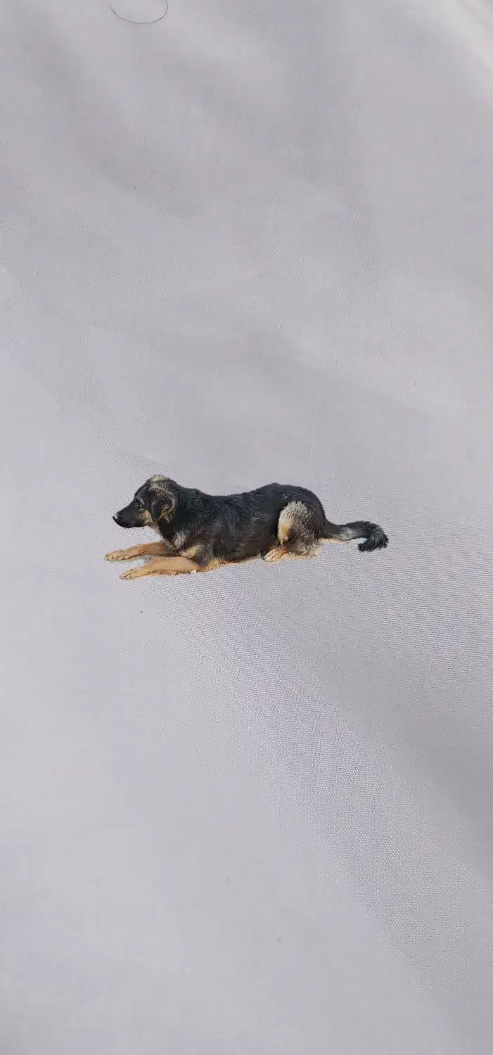 ژرمن شولاین|سگ|زاهدان, |دیوار