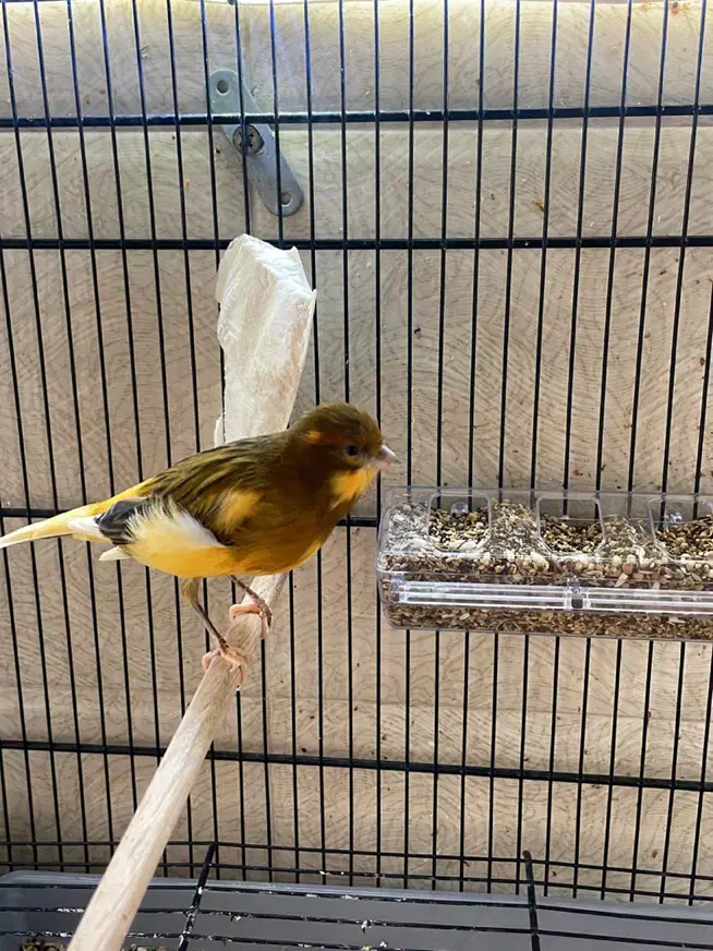 قناری جفت آماده|پرنده|قشم, |دیوار