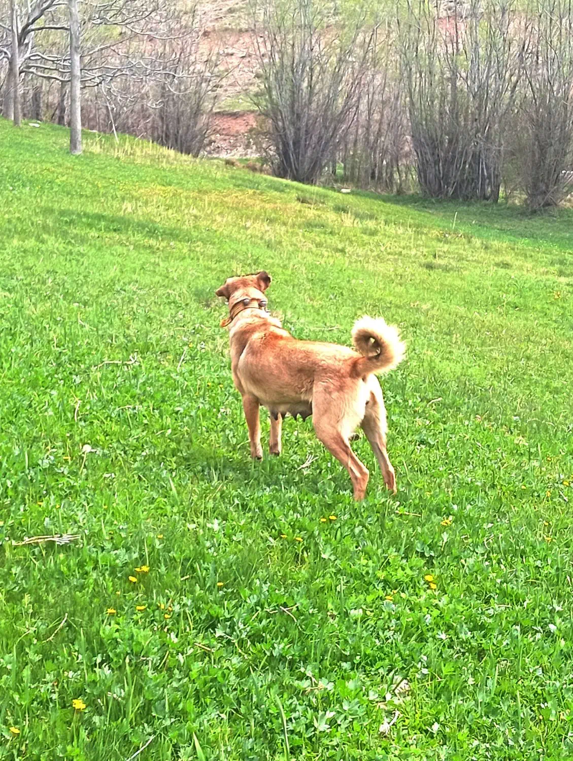 ماده سرابی نسل دار|سگ|خلخال, |دیوار