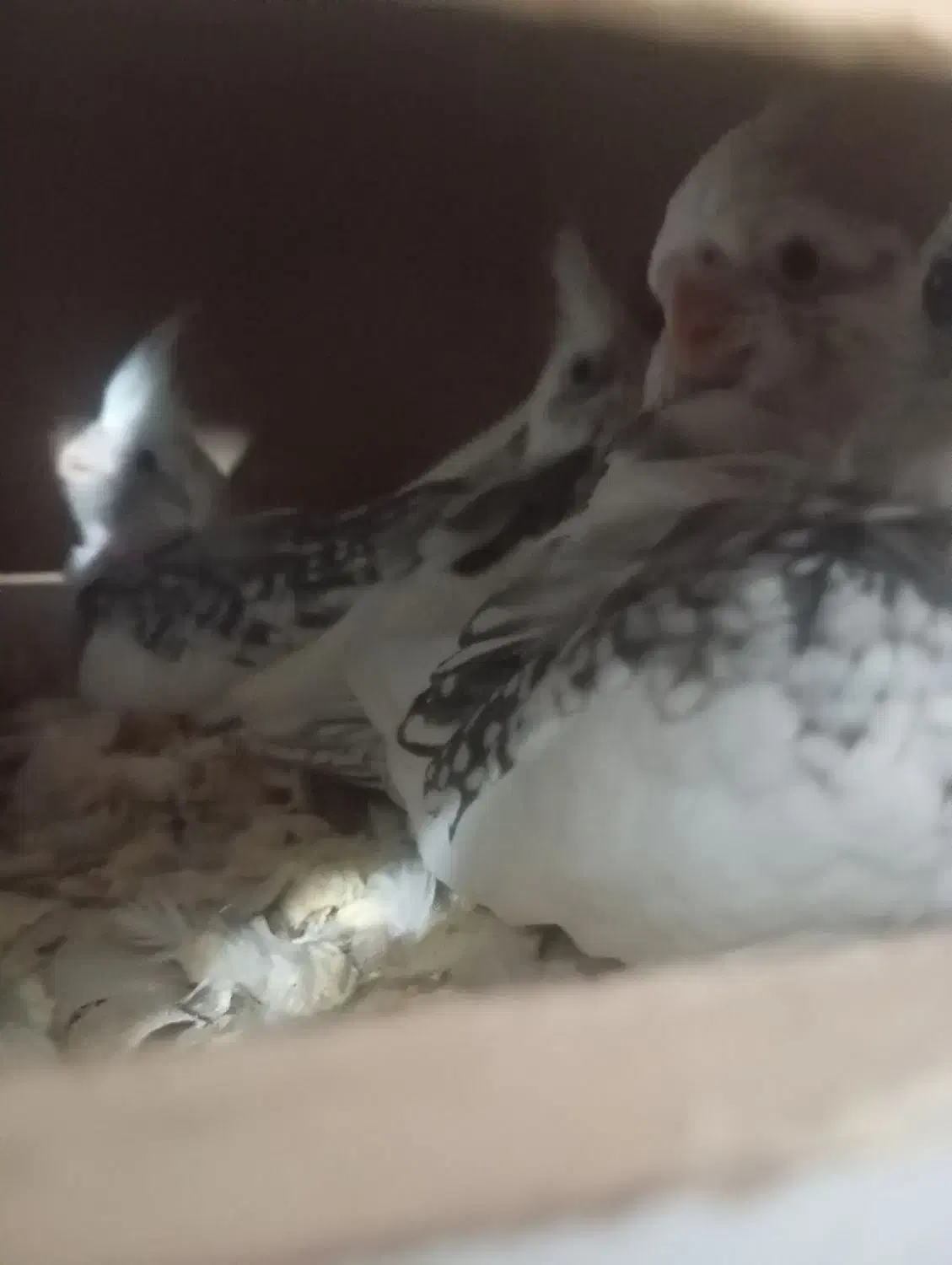 دوکت لوتینو و جوجه|پرنده|علی‌آباد کتول, |دیوار