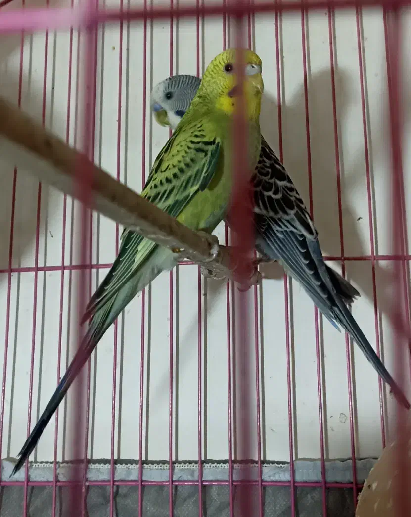 مرغ عشق|پرنده|سراوان, |دیوار