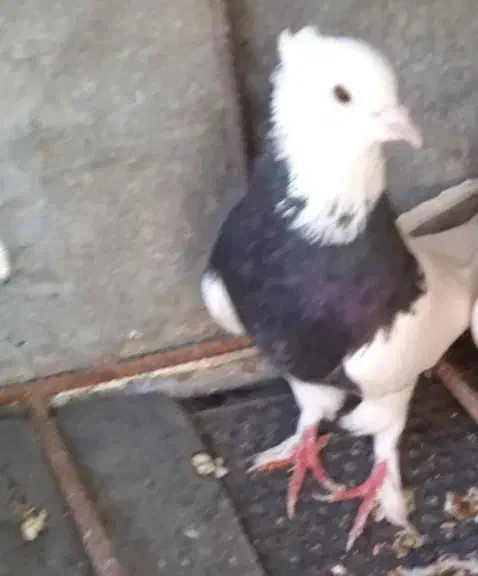 سه تاطوقی یک جفت پدر مادر و یک جوانه|پرنده|بیرجند, |دیوار