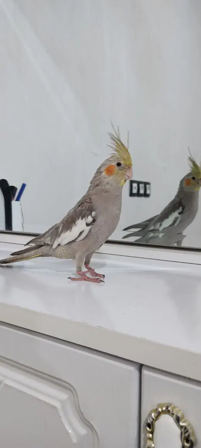 عروس هلندی|پرنده|اسلامآباد غرب, |دیوار