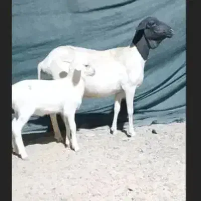 میش صومال بابره نر|حیوانات مزرعه|بندرعباس, |دیوار